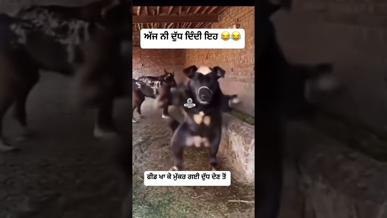 Buffalo Dance #rtvneelowal #buffalo #dance #funny #comedy #memes