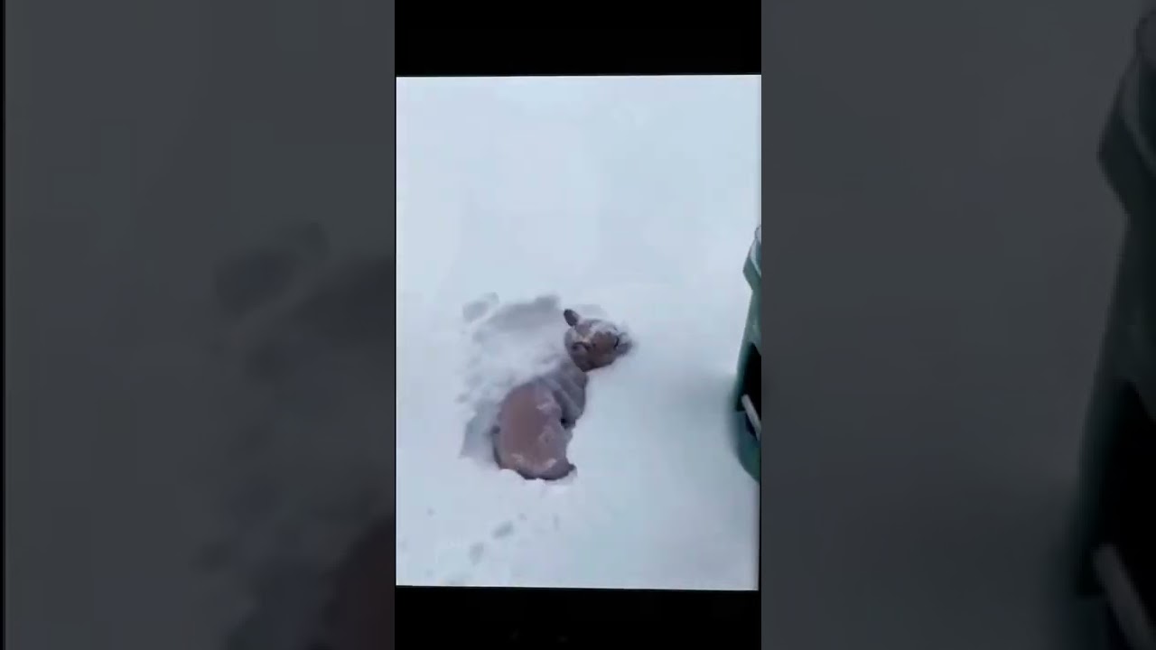 Funny animals&rsquo; moments 😂 #funny #animal #funnymoments