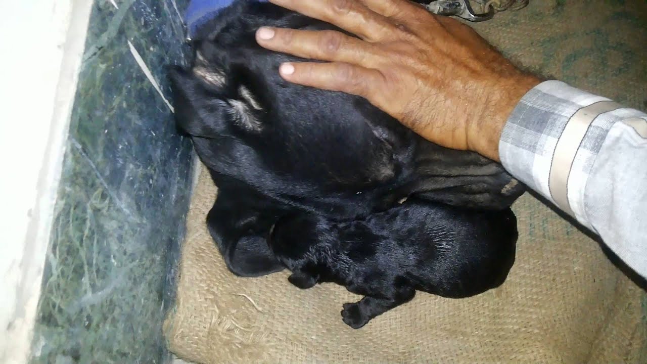 Cub adopted by bitch in indore zoo.