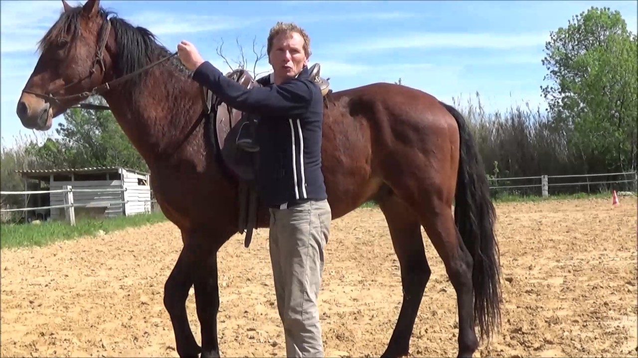 TOP 3 DES ASTUCES POUR APPRENDRE L'ARRET D'URGENCE #équitation