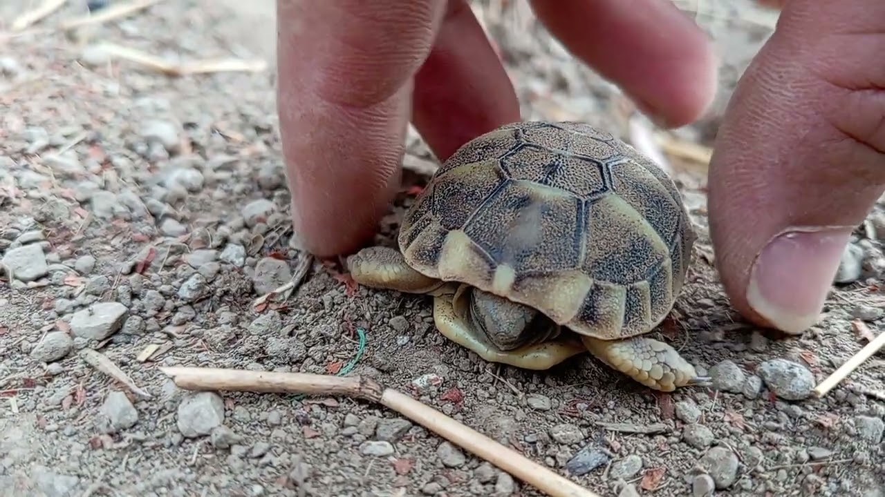 Segni particolari: nessuno! Guscio perfetto! Nascita tartarughe hermanni!