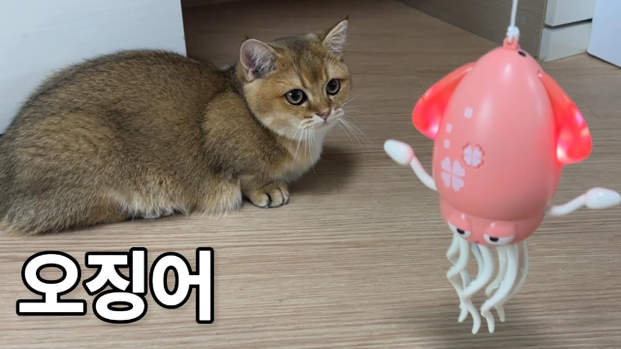 오징어 활용법
