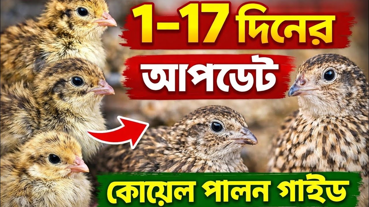 🐣 কোয়েল পাখি ১ থেকে ১৭ দিন | সম্পূর্ণ পালন গাইড (খাবার, যত্ন, ভিটামিন)
