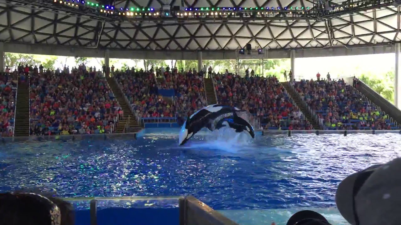 Killer Whale Show, SHAMU ~ SeaWorld San Antonio, Texas