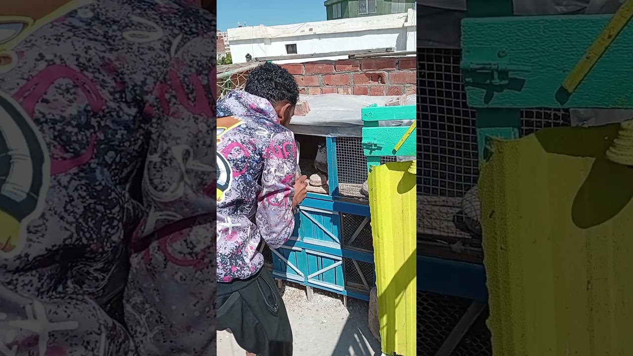 بشاير الموسم #pigeon