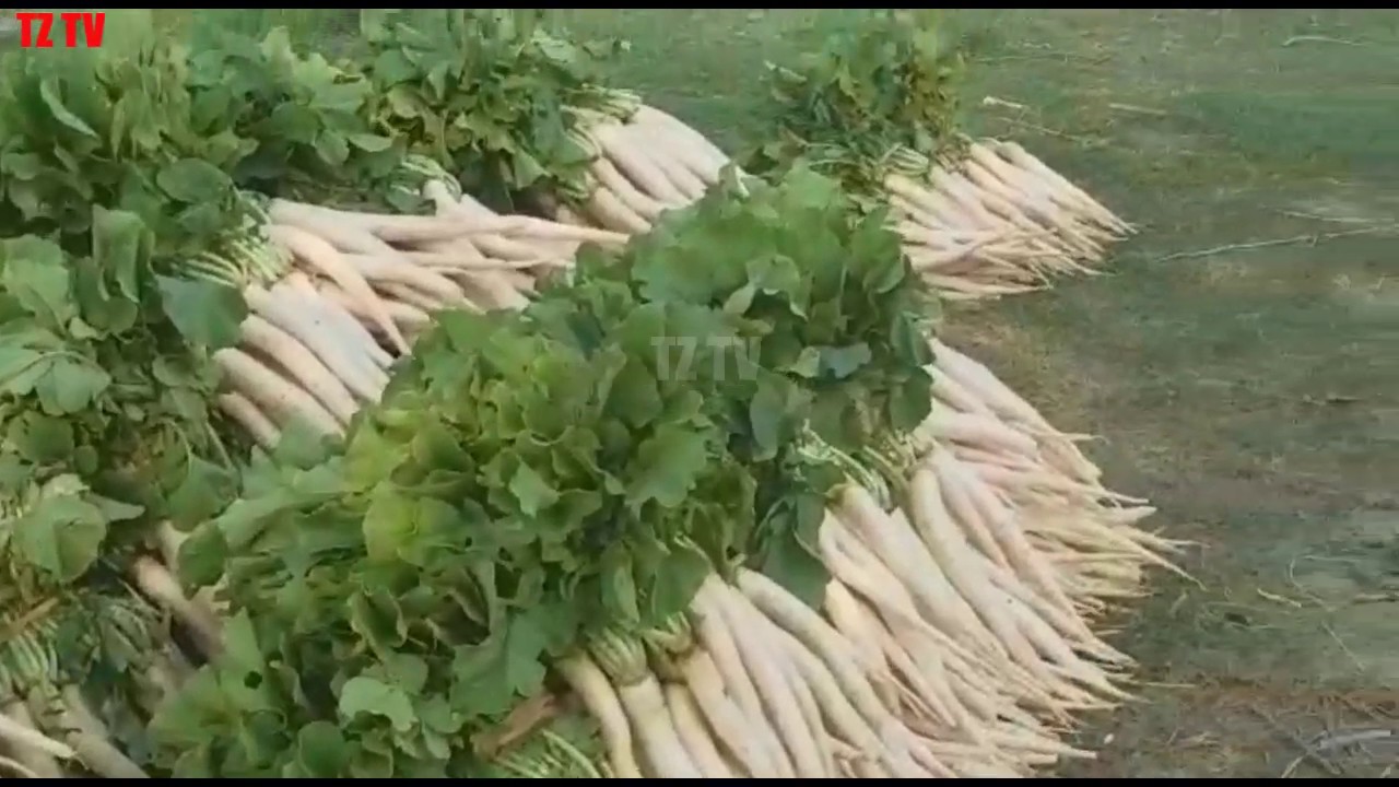 Farmer Harvest and Cleaning Pakistani Radish (Daikon) by Water in the Farmland for Export to Market