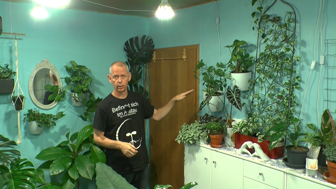 Spinnmilben so gehen sie weg. Neue Töpfe an die Wand ohne Bohren und neue Pflanze am Start