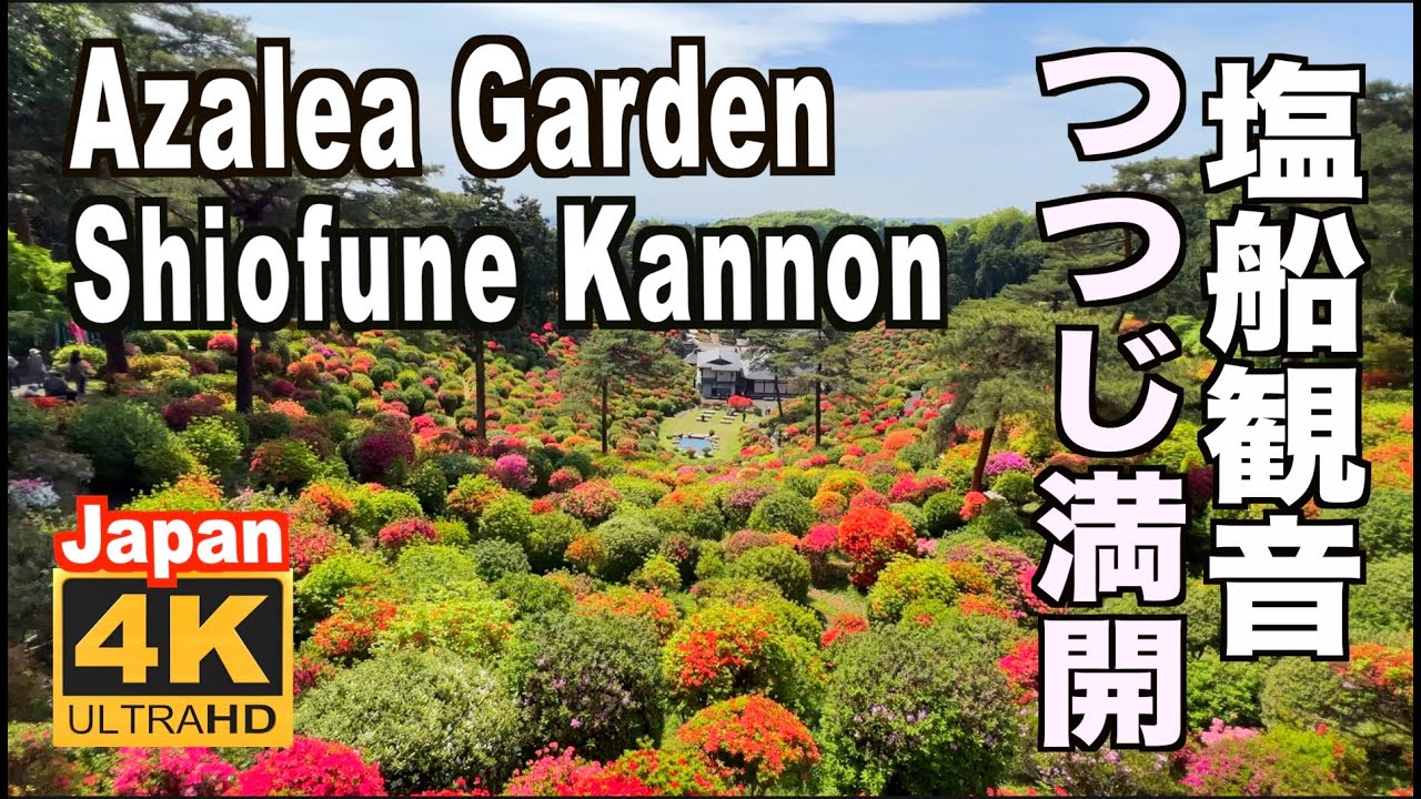 🇯🇵4K Azalea Garden Tokyo 塩船観音のつつじ 2022  ​Shiofune Kannon Temple 2万本のツツジ 青梅観光 Azalea Festival