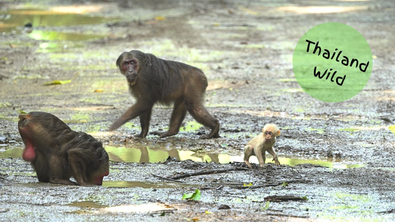 Stump-tailed Macaques Cross the Trail in Kaeng Krachan NP, Thailand