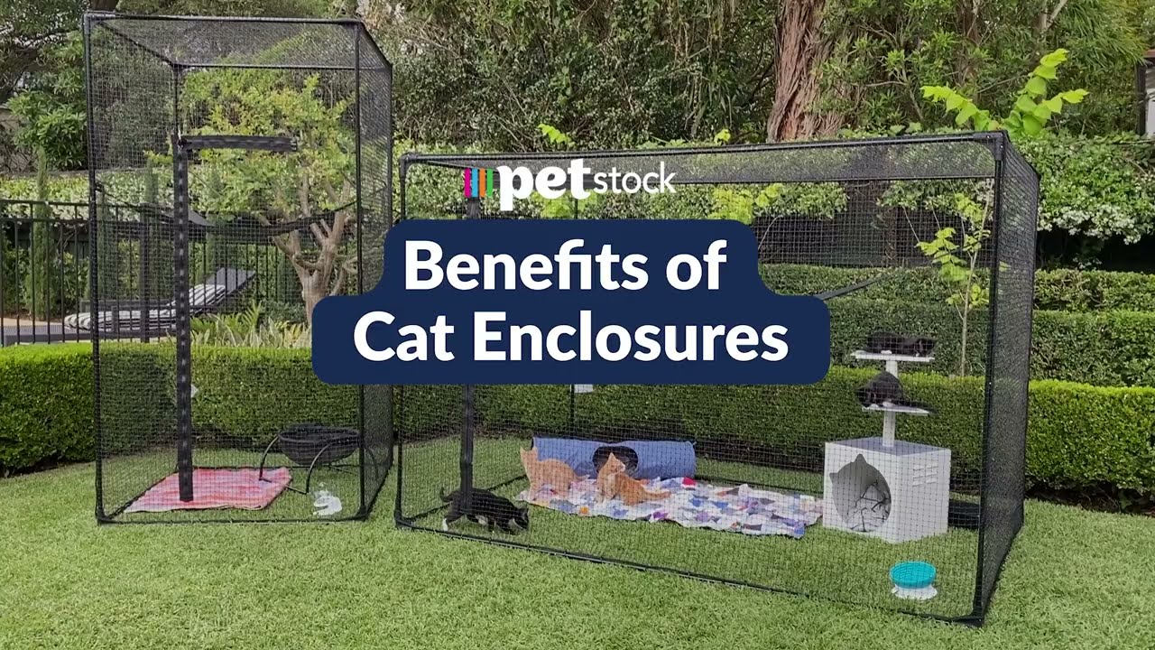 The Benefits of Cat Enclosures | Catnets & Petstock Australia