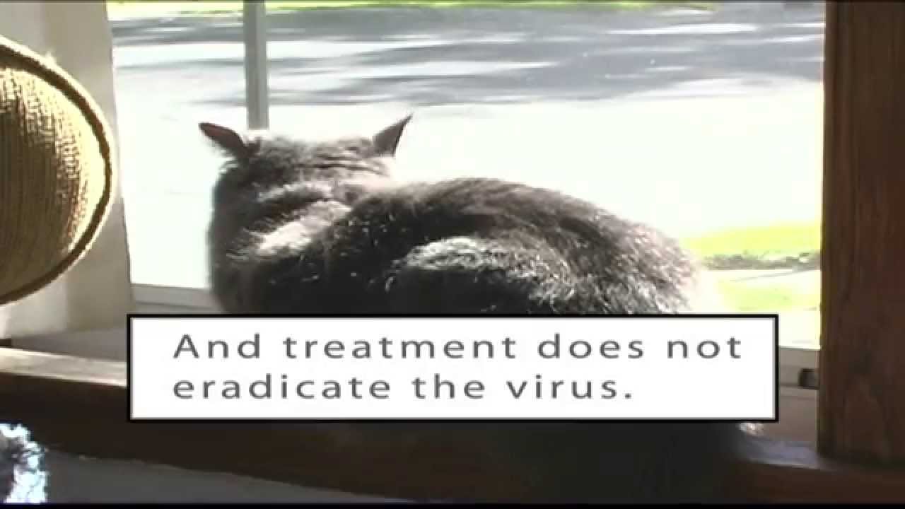 FeLV - Feline Leukemia