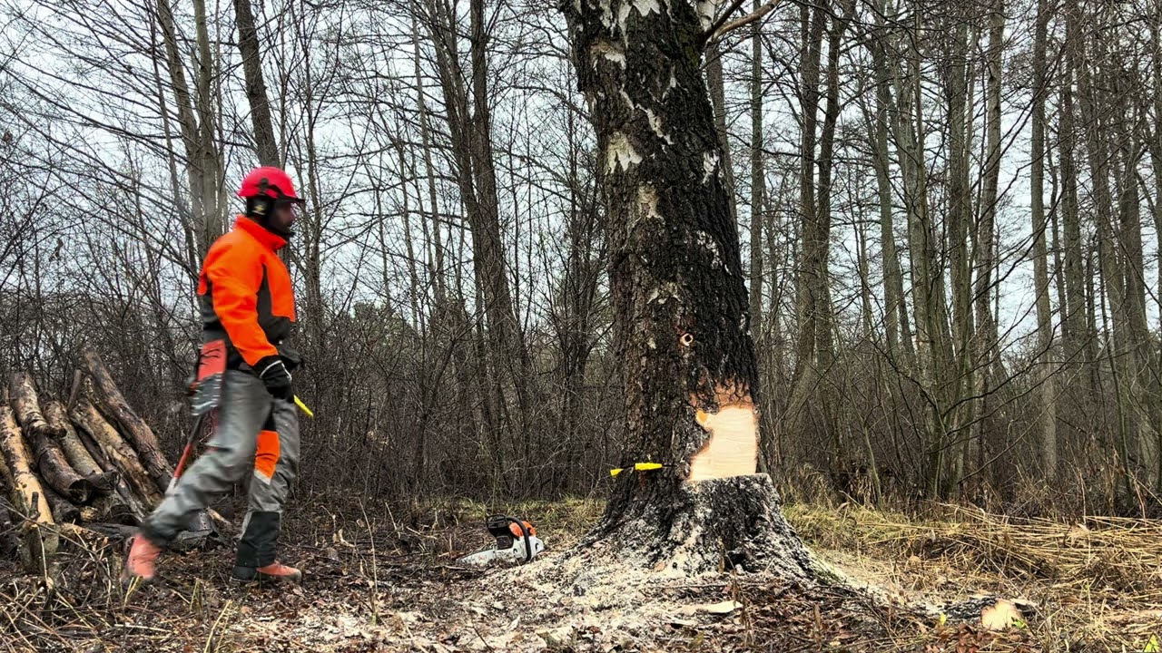 Stihl MS 261 CM and  Husqvarna 435II Felling a large Birch leaning the wrong way  Part 1 🪓🌲🪵🔥🏡🇸🇪
