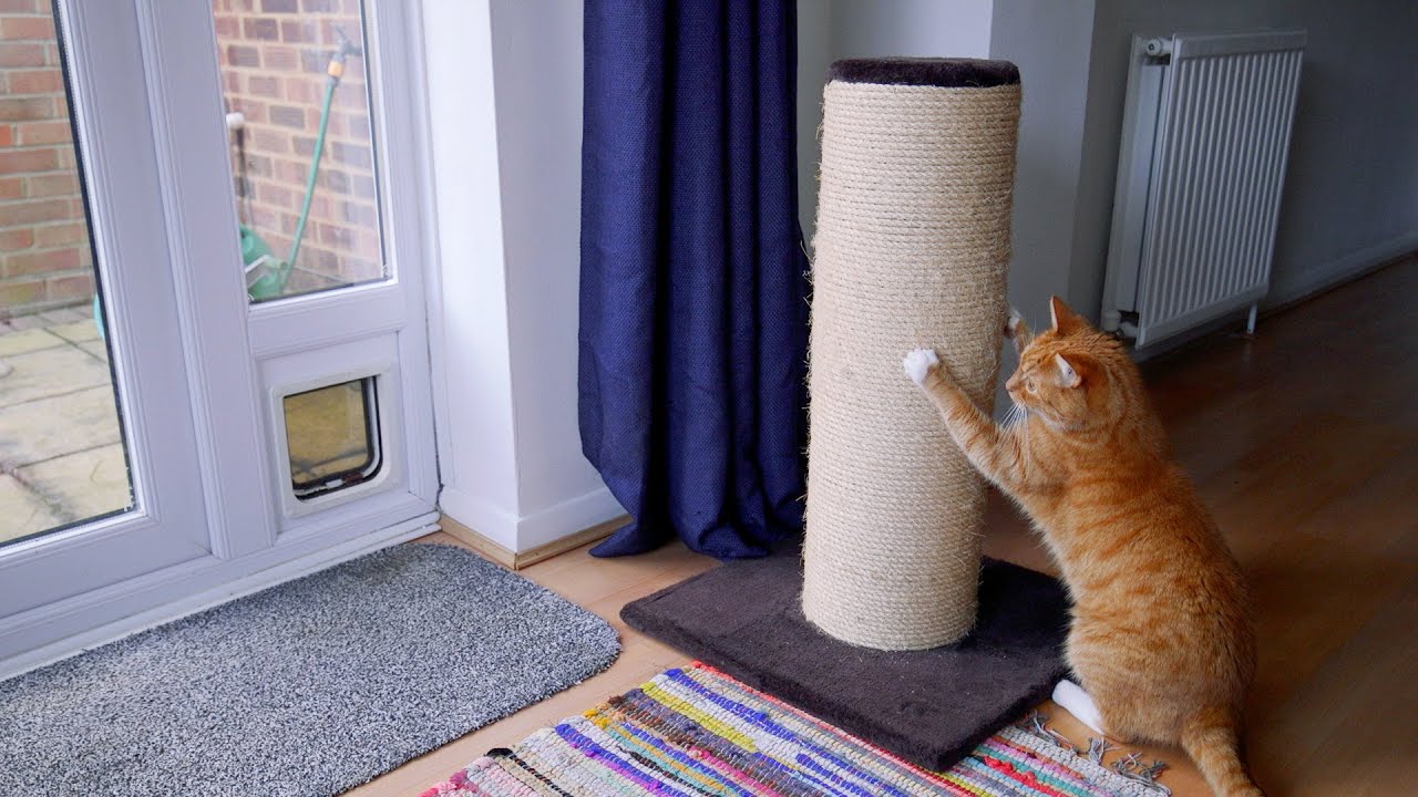 What do cats need? | Creating the best home for your cat