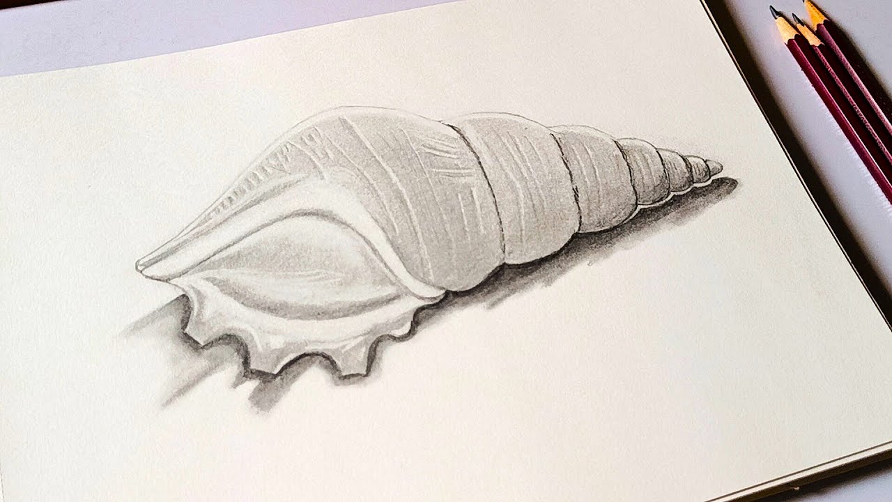 How to Draw a Seashell Step by Step | Easy Graphite Pencil Tutorial