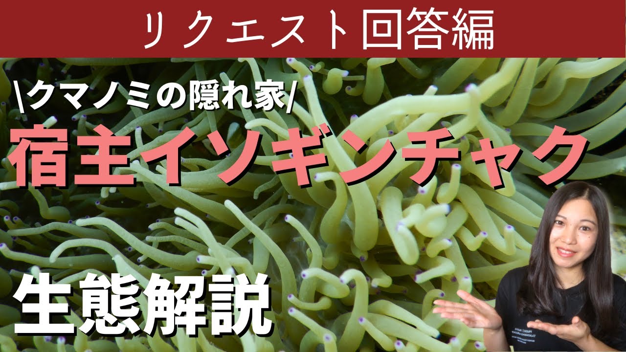 【視聴者リクエスト】クマノミの隠れ家！イソギンチャクの生態を解説します！