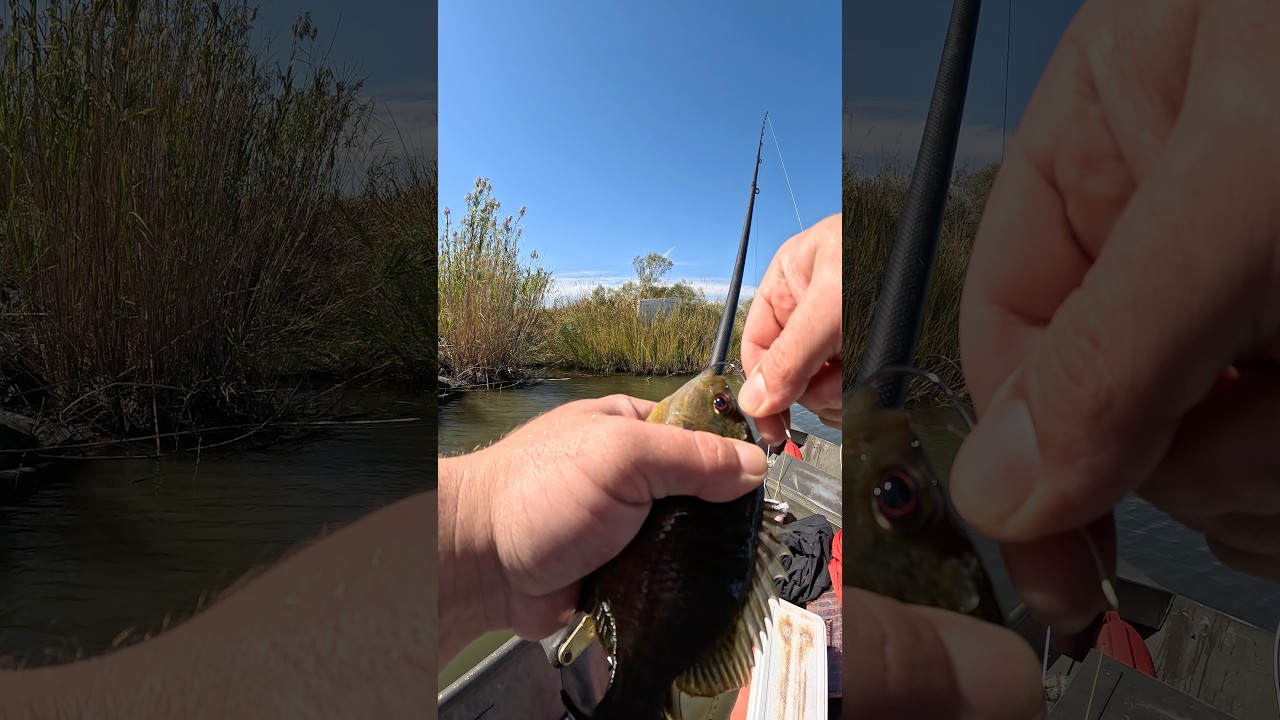 Catching my own baits! What do you think will eat this giant live bait?