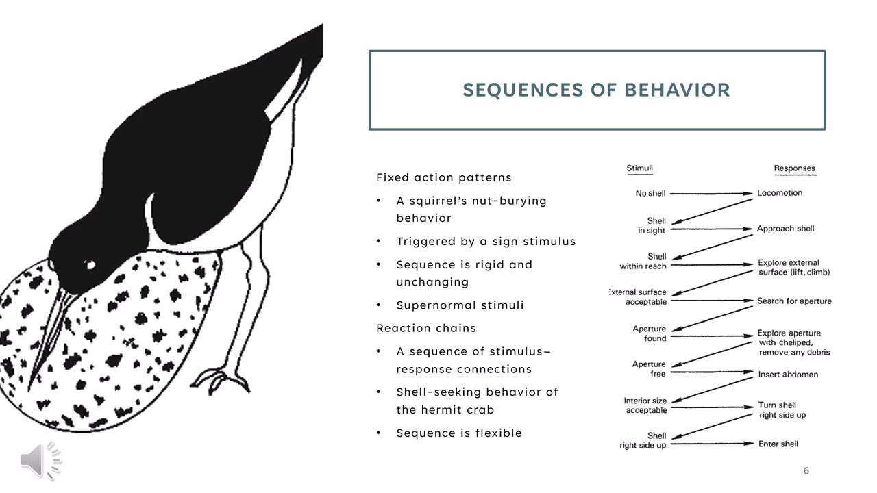 Innate Behavior Patterns and habituation