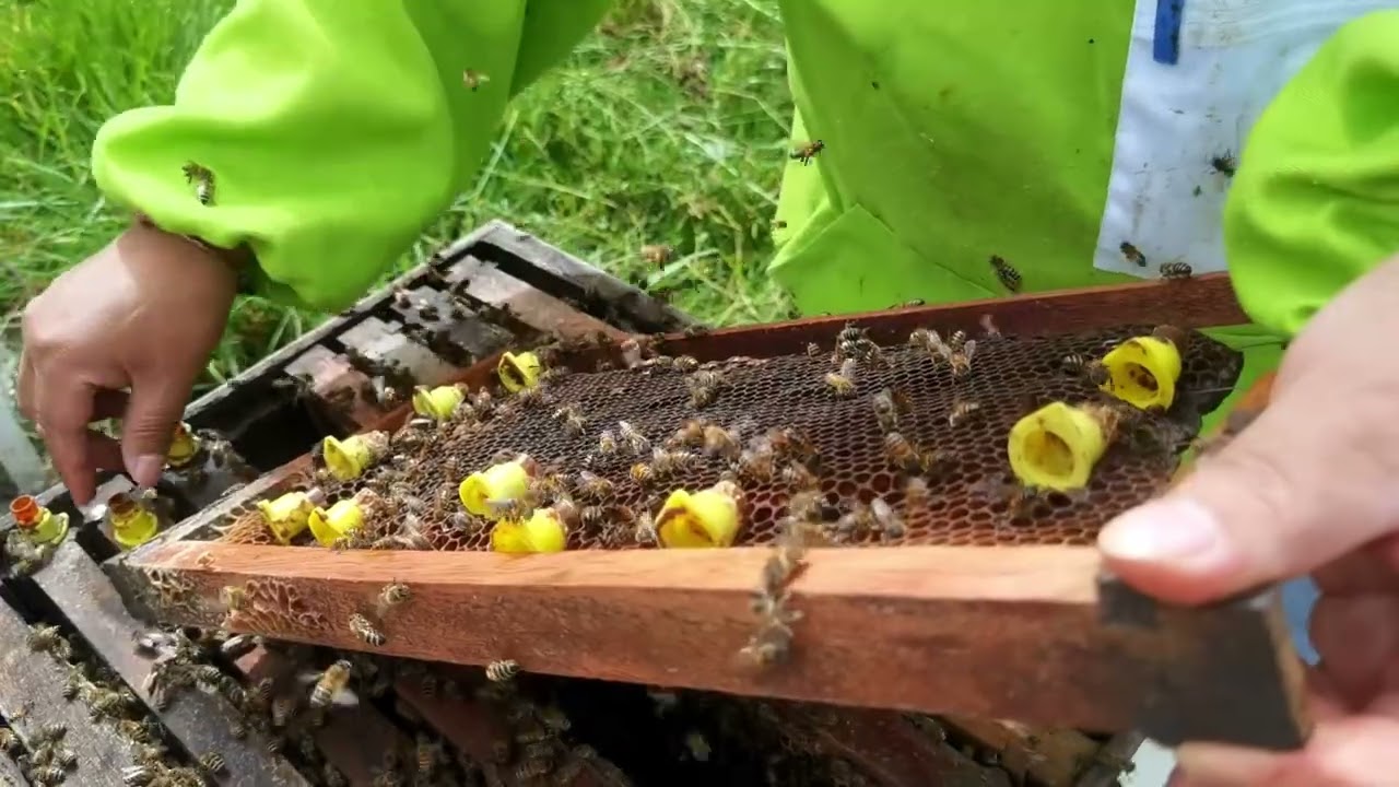 Cría de reinas, nació una y mató a las demás.#elfantasmitawily #apiculture #chaparritasbeescajamarca