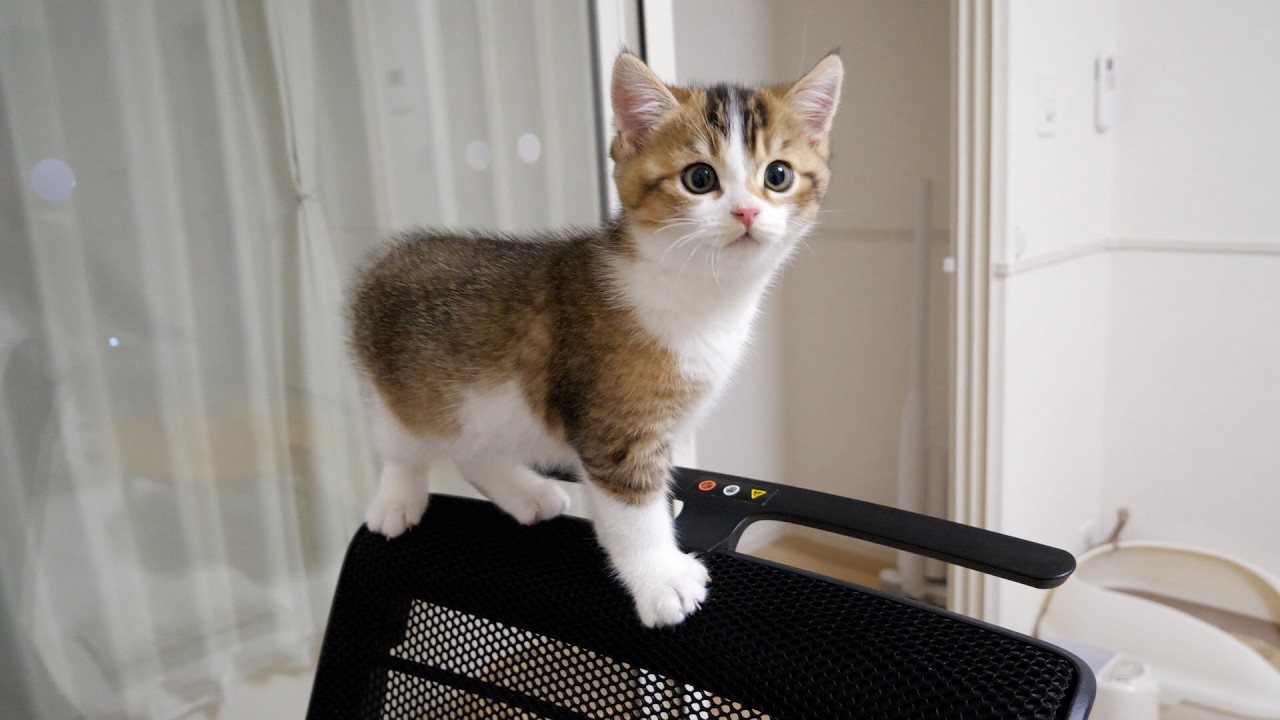 Kitten Nico can finally climb up to the top of owner's work chair!