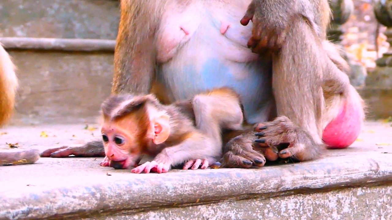 Oh, the baby monkey was eating small stones.