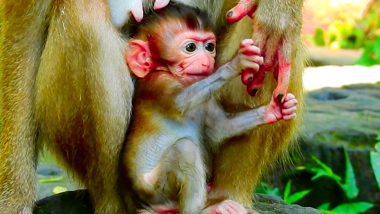 cute baby monkey holding mother's hand before ask mild