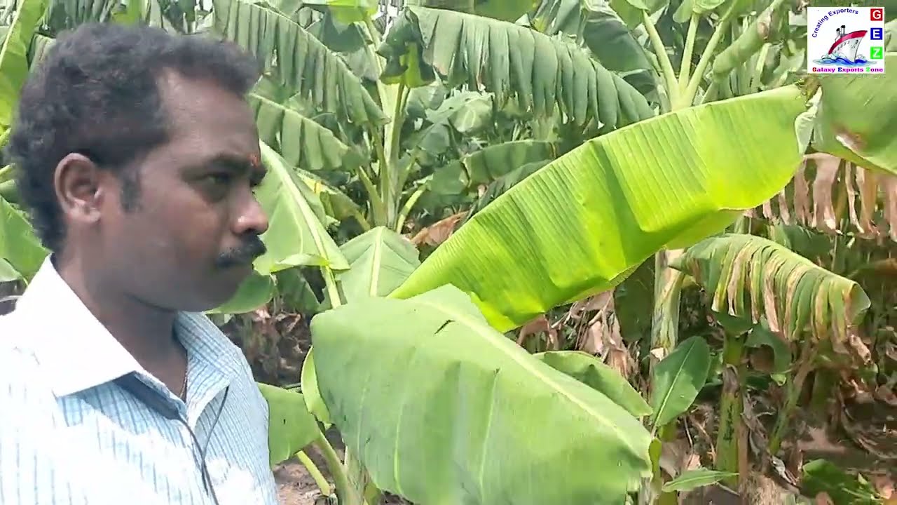 Banana Leaves Export (Revised 2025)-வாழை இலை ஏற்றுமதி -Galaxy Exports Zone - Krishnan 9367423299