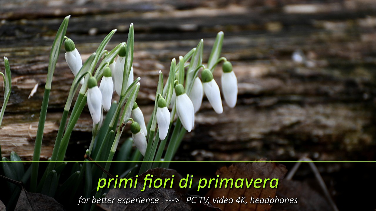 Primi fiori di primavera nel sottobosco delle colline attorno a Bassano del Grappa