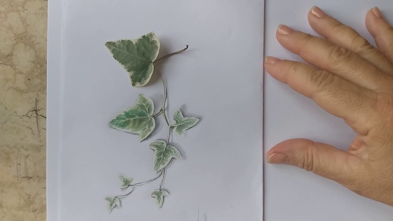 Como desenhar folhas realistas usando lápis de cor.