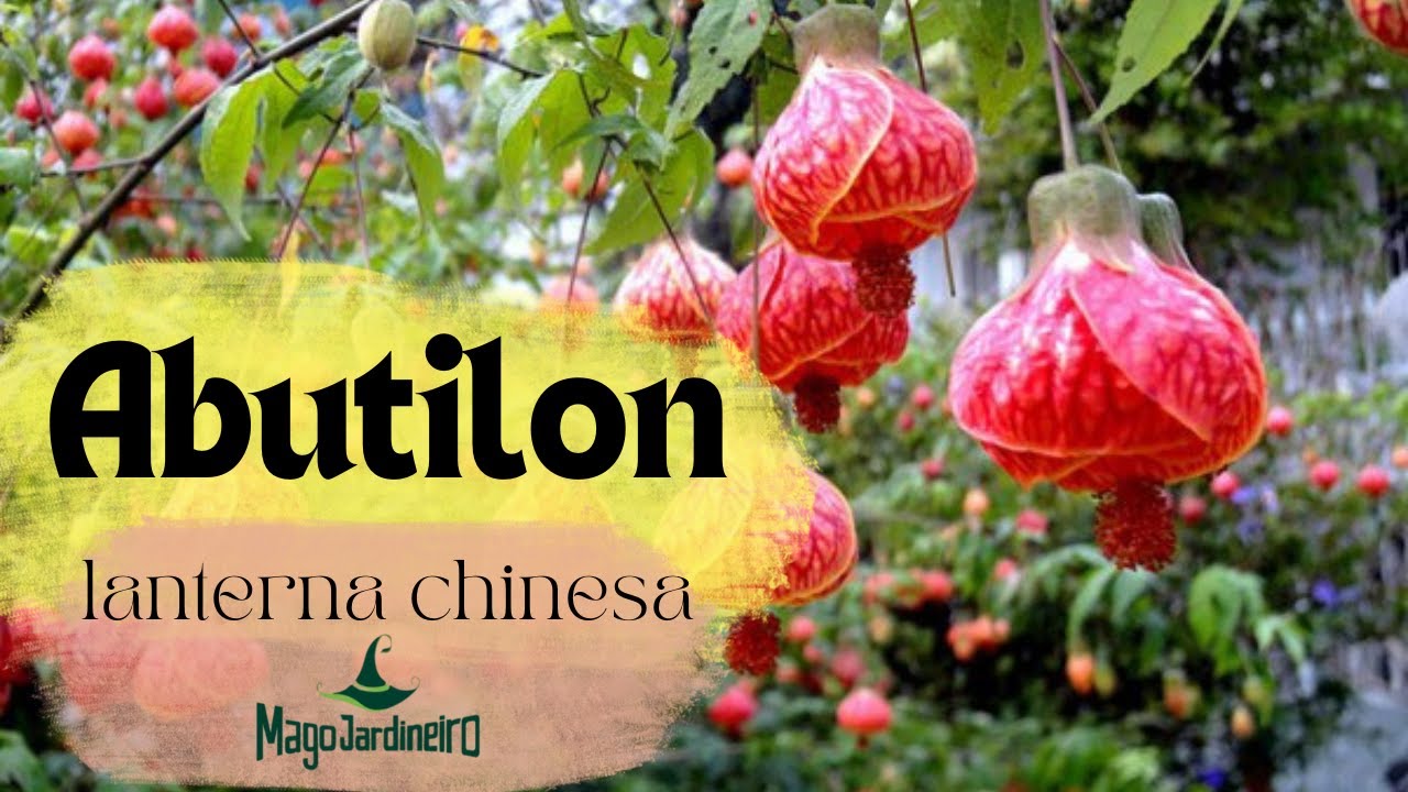 ABUTILON | SININHO | LANTERNA CHINESA - Curiosidades e variedades - Mago Jardineiro
