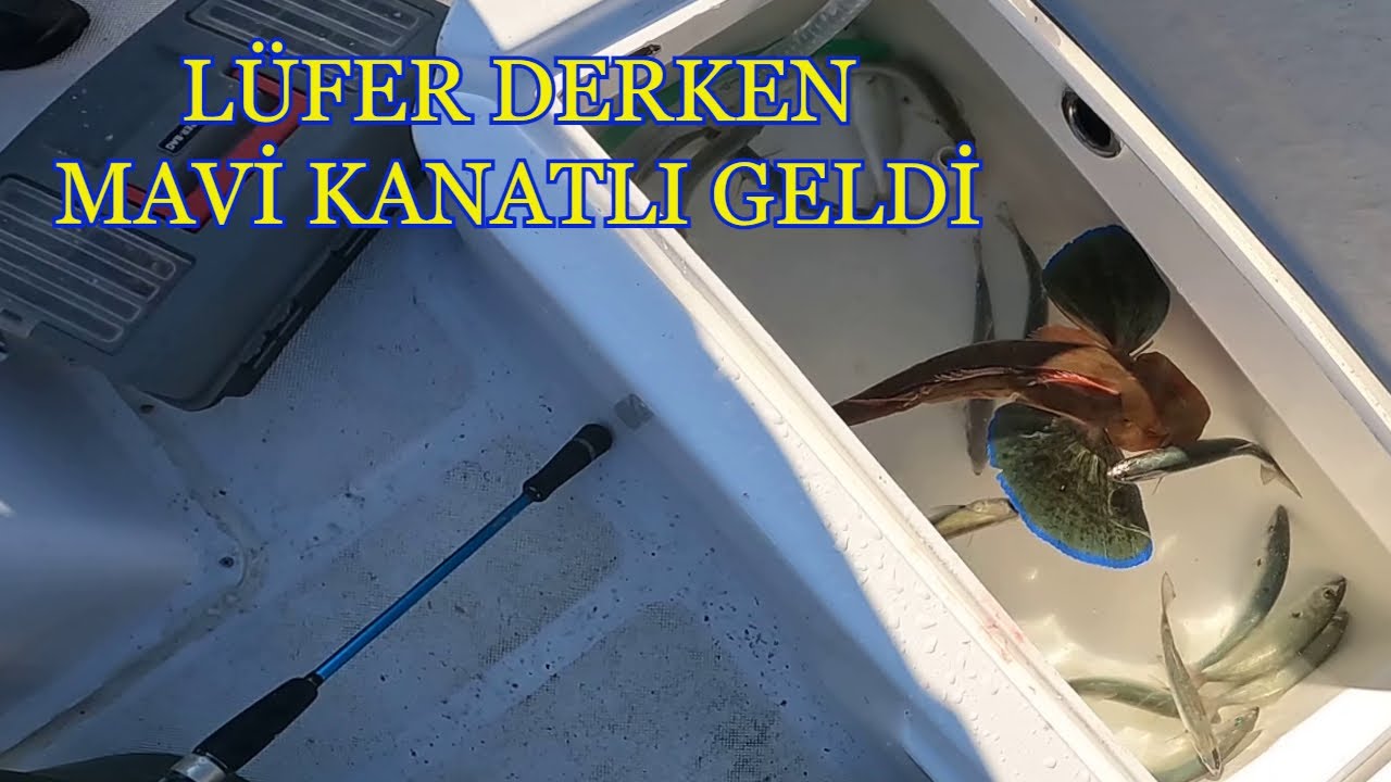 JİG İLE LÜFER ÇİNEKOP BALIK AVI  - KEFKEN - #fishing
