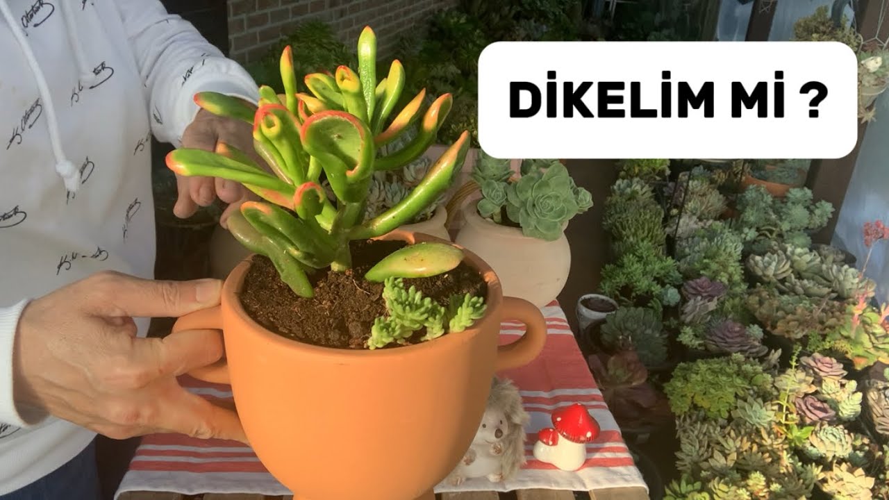 HER MEVSİM DİKİM🍀CRASSULA OVATA HOBBIT SUNSET #crassulaovata #succulents #flowers #garden