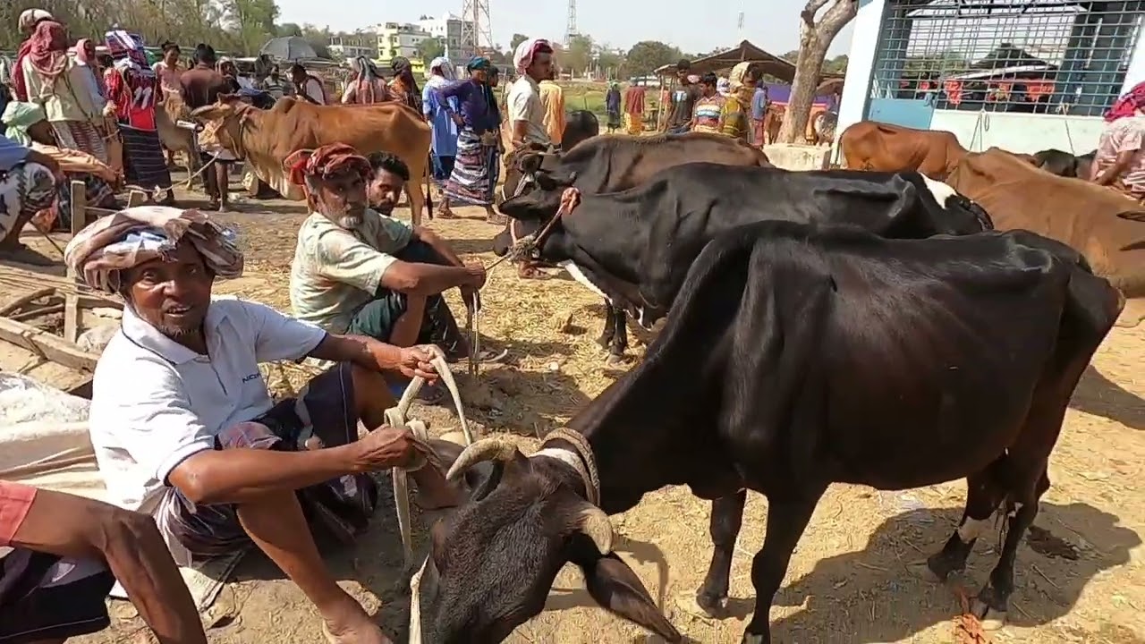 রাজশাহীর ঐতিহ্যবাহী কাকন হাট ০৬/০৩/২০২৫ গরুর হাট part=02