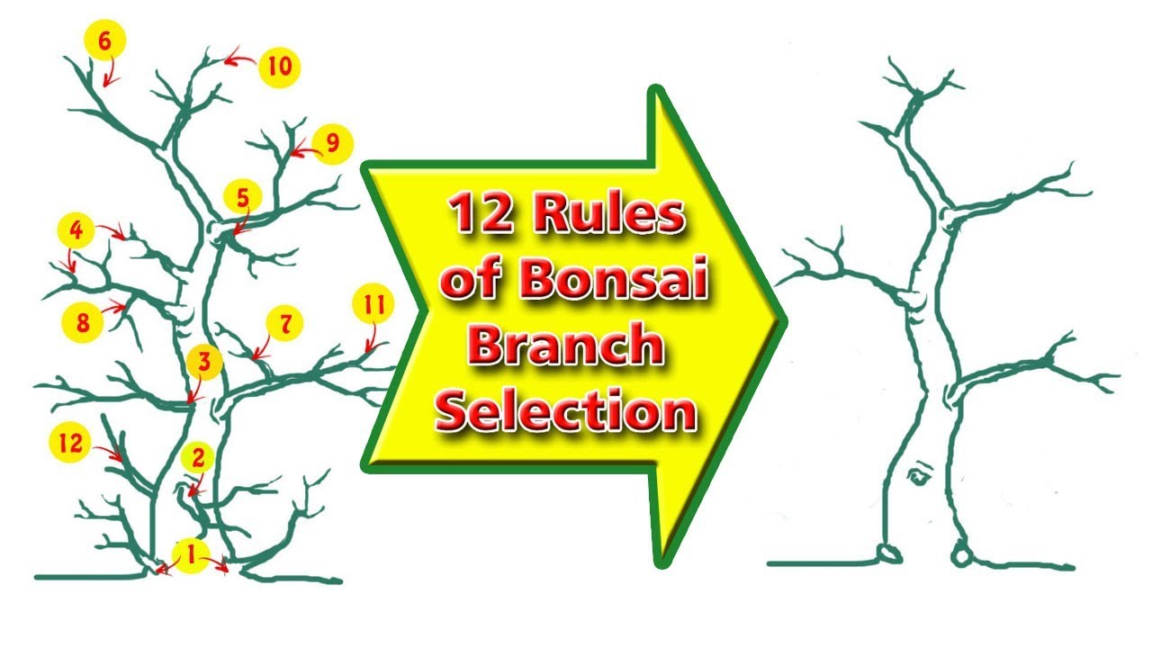 12 Rules of Bonsai Branch Selection, Be the Creator
