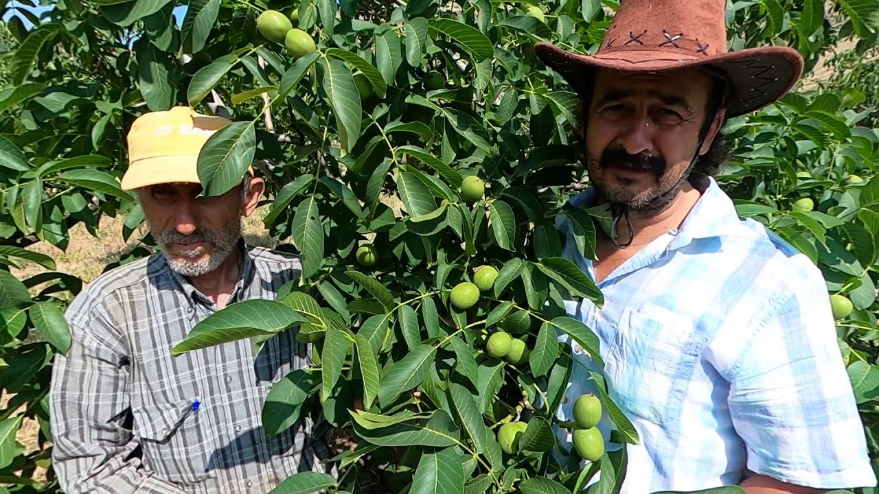 Van Gevaş 1750 rakımda Çhandler ve yerli çeşitlerle kurulmuş ceviz bahçesi. Ceviz Adam Ahmet