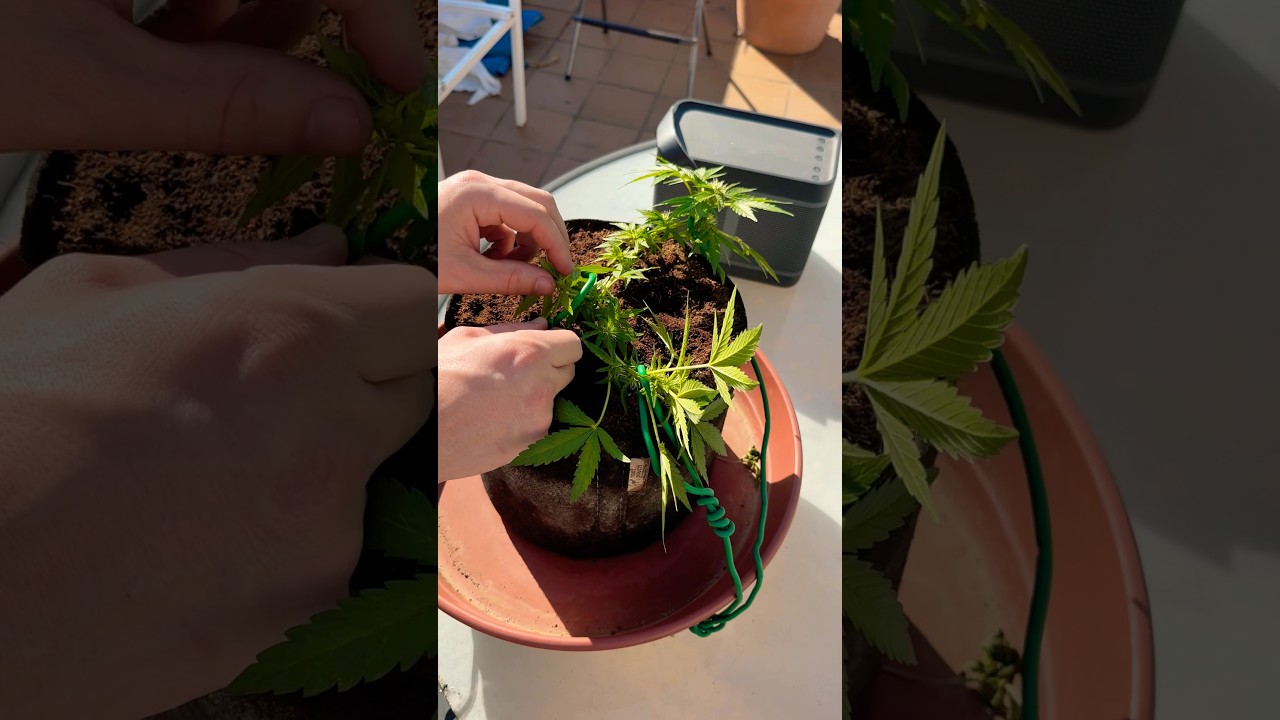 Lst low stress training , метод лст , тренировка растений #allmix #стресс #какзагибатьмарихуану #тгк