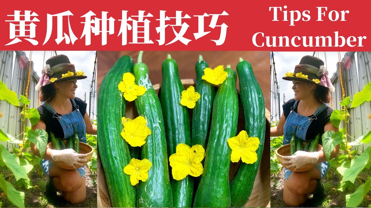 黄瓜田间管理|黄瓜种植技巧|怎样修剪松土追肥|正确采收黄瓜【Tips For Growing Cucumbers & How To Prune Plants For Best Production】