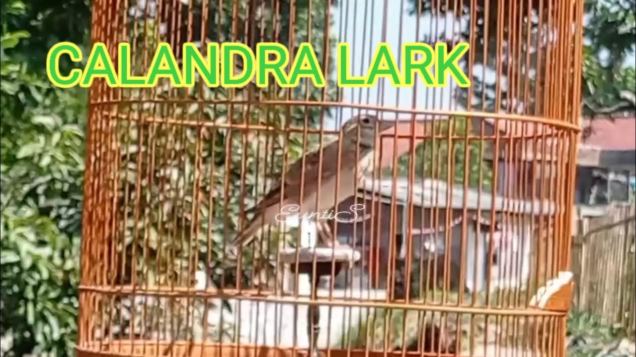 Calandra lark , burung dengan suara yang istimewa salah satu varian lark import