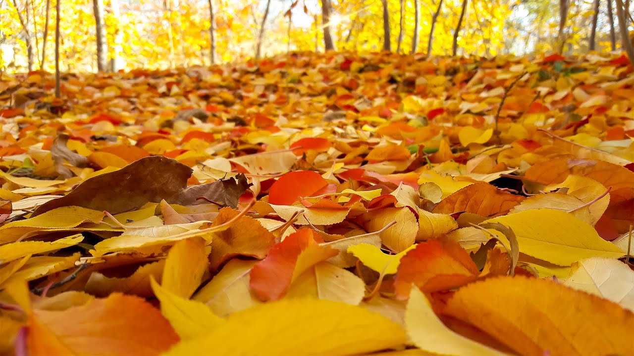 Autumn leaves - Cinematic short film - Nature B-roll