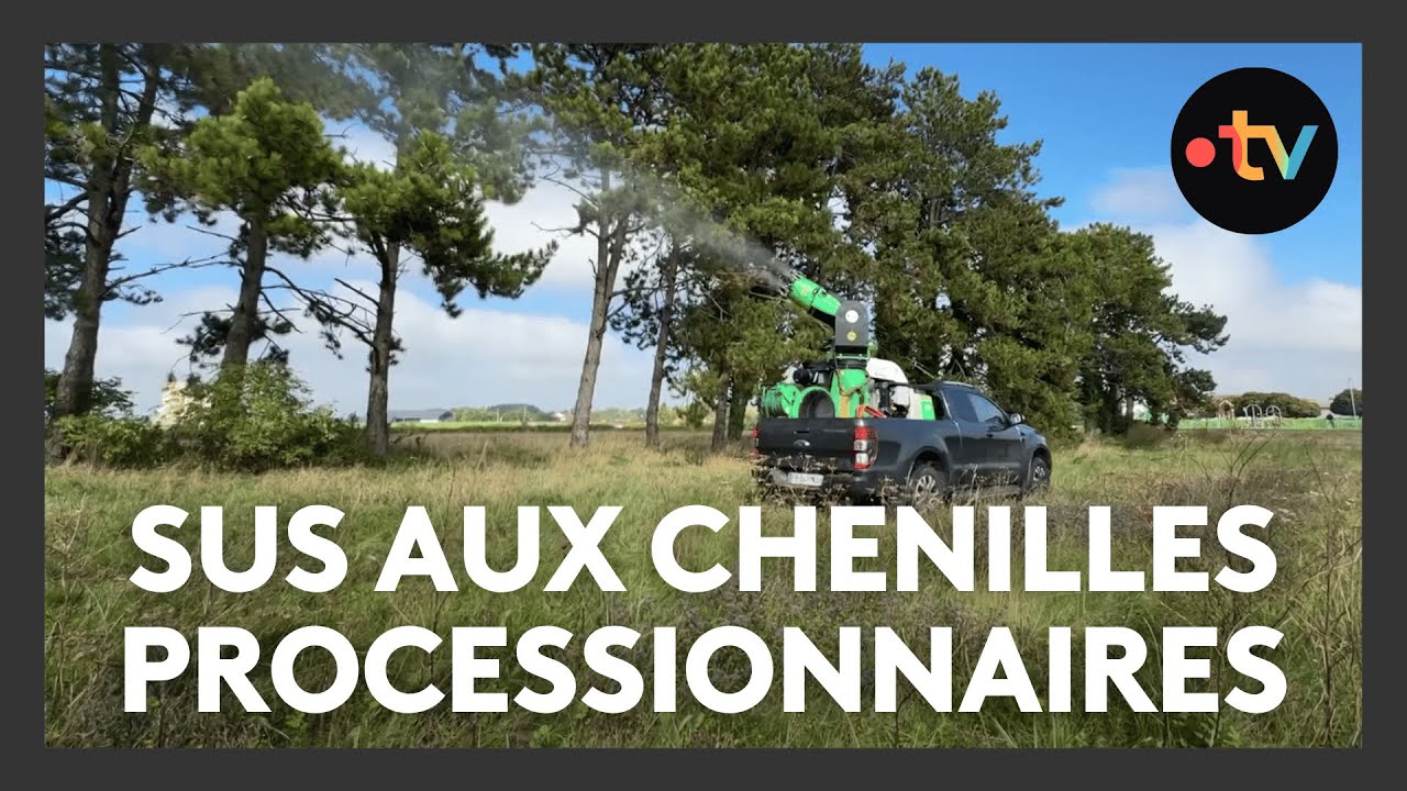 &Agrave; l'automne, &ccedil;a turbine contre les chenilles processionnaires