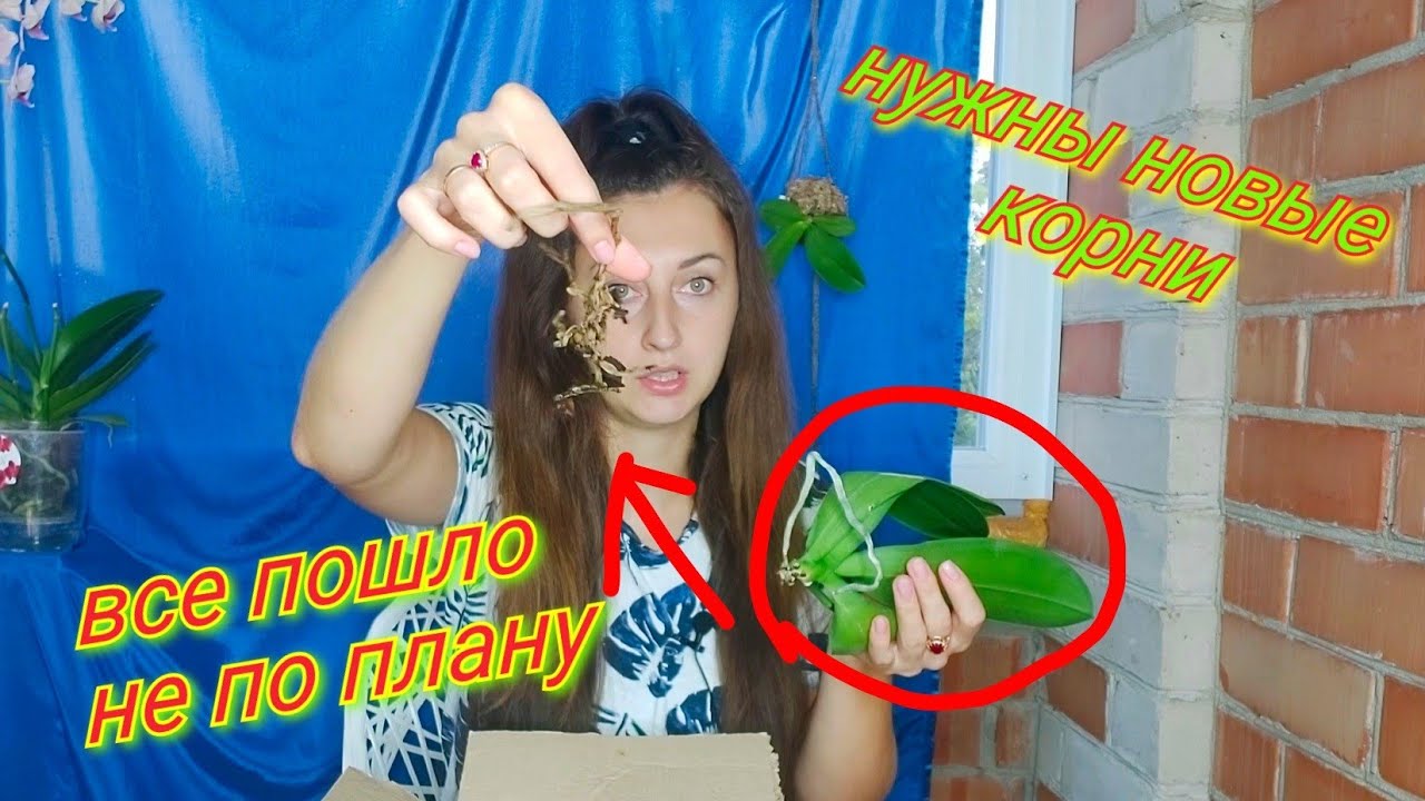 Реанимируй ТАК если ХОЧЕШЬ НАРАСТИТЬ ЖИРНЫЕ КОРНИ у ОРХИДЕИ! РЕАНИМАЦИЯ двух СЕСТЕР по несчастью