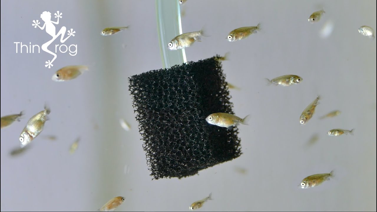 Goldfish Fry Update (Water Change)