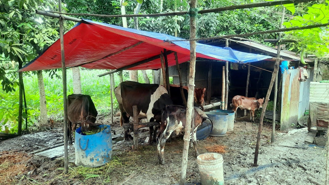 ১২০০ টাকা দিয়ে গরুর জন্য ঘর তুললাম।। Babu Madbar 100।। #farm #cow #dailyvlog 