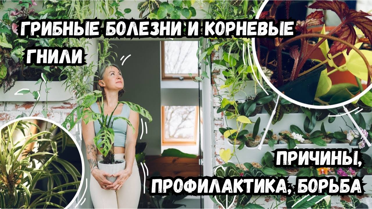 Грибные болезни растений и корневые гнили - причины возникновения, профилактика и борьба.