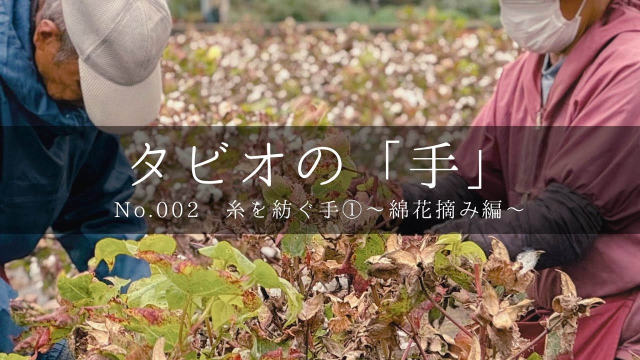 タビオの「手」 No.002糸を紡ぐ手①～綿花摘み編～