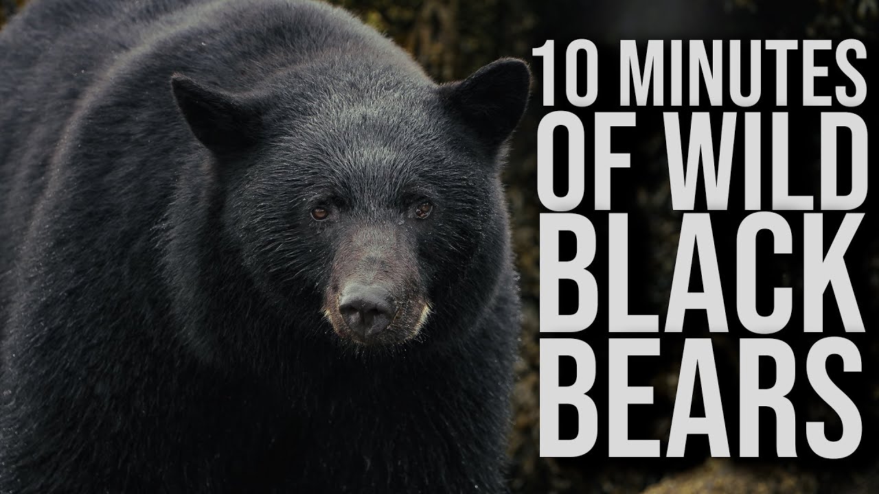 10 Minutes Of Black Bears In The Wild!