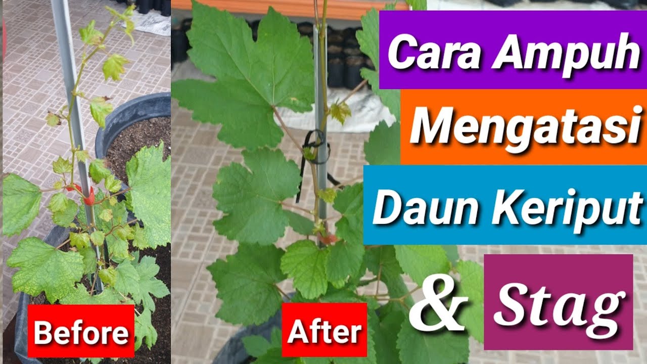 Cara Ampuh Mengatasi Daun Anggur Keriput/Mengkerut dan Pertumbuhan Stag #update