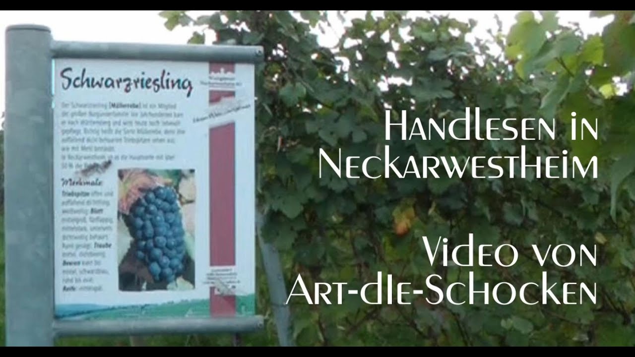 Schwarzriesling