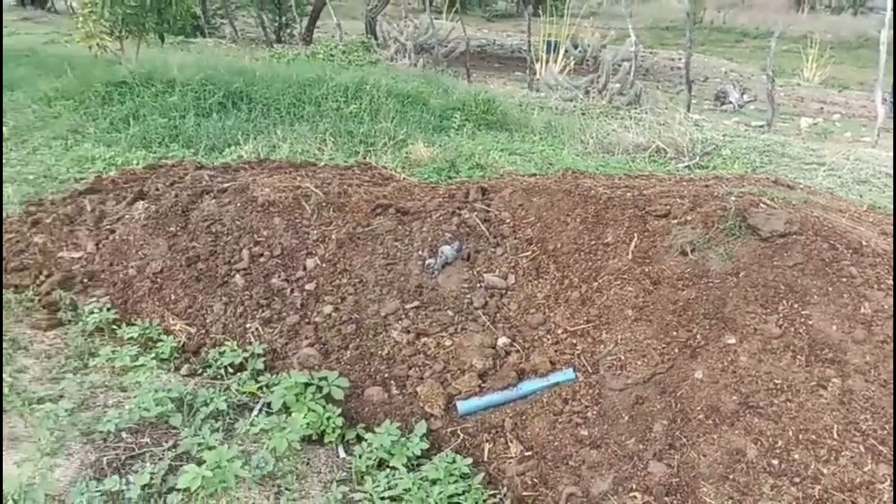 Embrapa desenvolve variedade de capim que lagarta não come. Assista o vídeo até o fim!