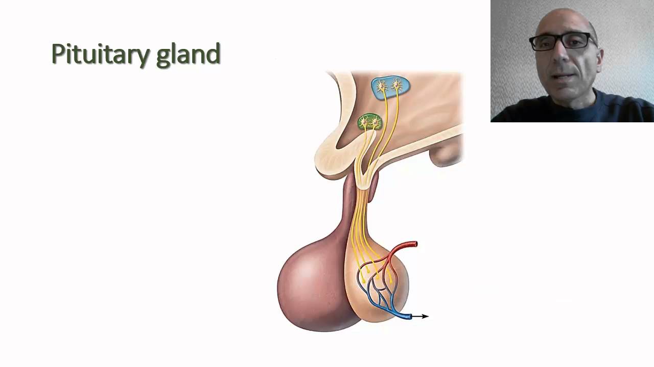 Regulation of Hormone Production and Secretion