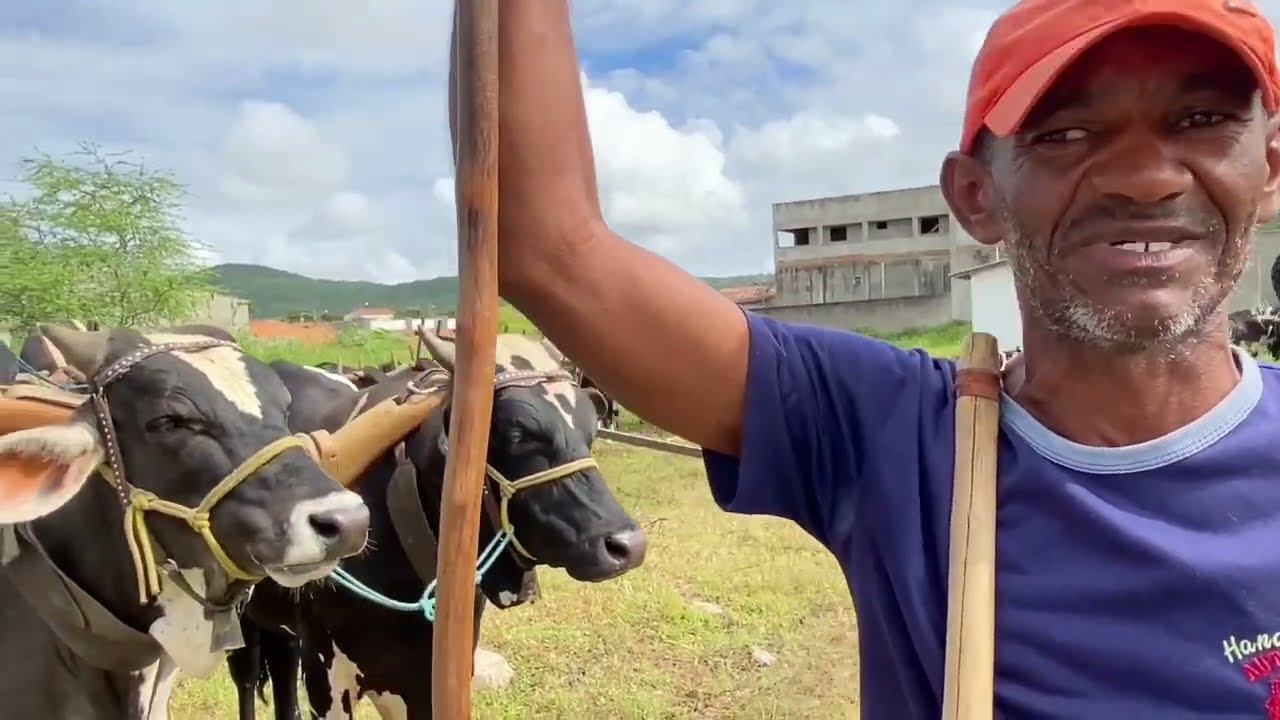 Feira do gado em São José da Tapera  - AL 09 - 09 2023 #nordeste